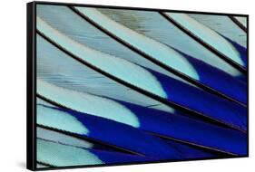 Wing Feathers of Blue-Bellied Roller-Darrell Gulin-Framed Stretched Canvas