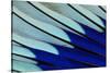 Wing Feathers of Blue-Bellied Roller-Darrell Gulin-Stretched Canvas