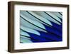 Wing Feathers of Blue-Bellied Roller-Darrell Gulin-Framed Photographic Print