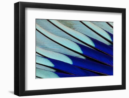 Wing Feathers of Blue-Bellied Roller-Darrell Gulin-Framed Photographic Print