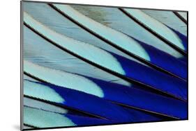 Wing Feathers of Blue-Bellied Roller-Darrell Gulin-Mounted Photographic Print