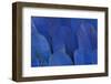 Wing Feathers of the Hyacinth Macaw-Darrell Gulin-Framed Photographic Print