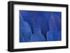 Wing Feathers of the Hyacinth Macaw-Darrell Gulin-Framed Photographic Print