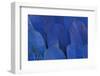 Wing Feathers of the Hyacinth Macaw-Darrell Gulin-Framed Photographic Print