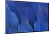 Wing Feathers of the Hyacinth Macaw-Darrell Gulin-Mounted Photographic Print