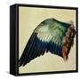 Wing of a Blue Roller, 1512-Albrecht Dürer-Framed Stretched Canvas