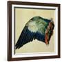 Wing of a Blue Roller, 1512-Albrecht Dürer-Framed Giclee Print