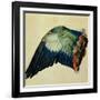 Wing of a Blue Roller, 1512-Albrecht Dürer-Framed Giclee Print