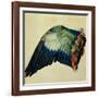 Wing of a Blue Roller, 1512-Albrecht Dürer-Framed Giclee Print