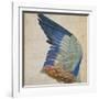 Wing of a Blue Roller, Copy of an Original by Albrecht Durer of 1512-Hans Hoffmann-Framed Giclee Print