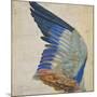 Wing of a Blue Roller, Copy of an Original by Albrecht Durer of 1512-Hans Hoffmann-Mounted Giclee Print