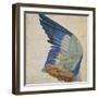 Wing of a Blue Roller, Copy of an Original by Albrecht Durer of 1512-Hans Hoffmann-Framed Giclee Print