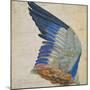 Wing of a Blue Roller, Copy of an Original by Albrecht Durer of 1512-Hans Hoffmann-Mounted Giclee Print