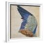 Wing of a Blue Roller, Copy of an Original by Albrecht Durer of 1512-Hans Hoffmann-Framed Giclee Print