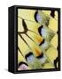 Wing of a Butterfly-Darrell Gulin-Framed Stretched Canvas