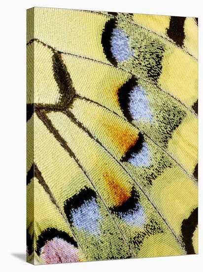 Wing of a Butterfly-Darrell Gulin-Stretched Canvas