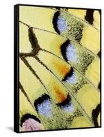 Wing of a Butterfly-Darrell Gulin-Framed Stretched Canvas