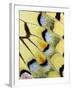 Wing of a Butterfly-Darrell Gulin-Framed Photographic Print