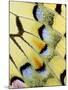 Wing of a Butterfly-Darrell Gulin-Mounted Photographic Print