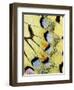 Wing of a Butterfly-Darrell Gulin-Framed Photographic Print