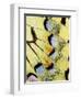 Wing of a Butterfly-Darrell Gulin-Framed Photographic Print
