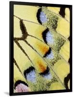 Wing of a Butterfly-Darrell Gulin-Framed Photographic Print