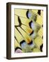 Wing of a Butterfly-Darrell Gulin-Framed Photographic Print