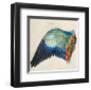 Wing of a Roller-Albrecht Dürer-Framed Collectable Print