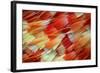 Wing Scales of a Moth Scoliopteryx at 40X Magnification. Focus Stacked Image.-Nikola Rahme-Framed Photographic Print