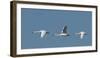 Wing Up Wing down-Danny Head-Framed Photographic Print