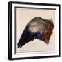 Wing-Albrecht Dürer-Framed Photographic Print