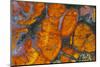 Wingate Pass Agate China Lake Military Reservation CA-Darrell Gulin-Mounted Photographic Print