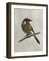 Winged Beauty III-Naomi McCavitt-Framed Art Print