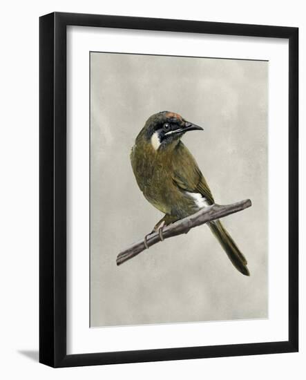 Winged Beauty III-Naomi McCavitt-Framed Art Print