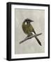 Winged Beauty III-Naomi McCavitt-Framed Art Print