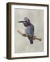 Winged Beauty IV-Naomi McCavitt-Framed Art Print