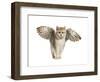 Winged Cat-null-Framed Art Print