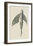 Winged Fish-J. Forbes-Framed Art Print