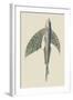 Winged Fish-J. Forbes-Framed Art Print