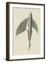 Winged Fish-J. Forbes-Framed Art Print