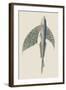 Winged Fish-J. Forbes-Framed Art Print