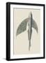 Winged Fish-J. Forbes-Framed Art Print