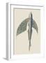 Winged Fish-J. Forbes-Framed Art Print