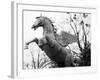 Winged Horse Statue, Mirabellgarten, Austria-Walter Bibikow-Framed Photographic Print