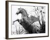 Winged Horse Statue, Mirabellgarten, Austria-Walter Bibikow-Framed Photographic Print