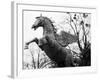 Winged Horse Statue, Mirabellgarten, Salzburg, Austria-Walter Bibikow-Framed Photographic Print