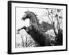 Winged Horse Statue, Mirabellgarten, Salzburg, Austria-Walter Bibikow-Framed Photographic Print