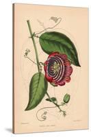 Winged-Stem Passion Flower with Crimson, Purple and White Flowers-C.T. Rosenberg-Stretched Canvas