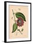 Winged-Stem Passion Flower with Crimson, Purple and White Flowers-C.T. Rosenberg-Framed Giclee Print