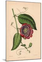 Winged-Stem Passion Flower with Crimson, Purple and White Flowers-C.T. Rosenberg-Mounted Giclee Print